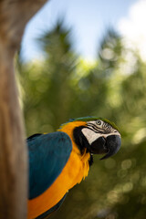 Portrait of yellow-blue parrot Macaw