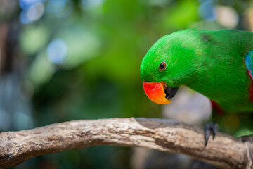 Beautiful green eclectus parrot bird 