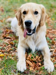 golden retriever portrait