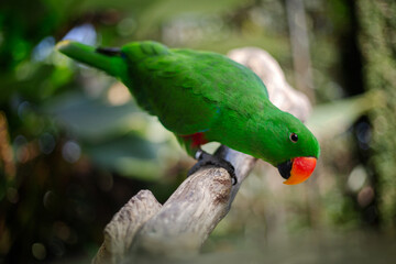 Beautiful green eclectus parrot bird 
