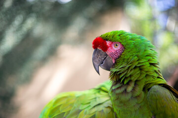 Close up of Green Macaw parrot's head