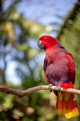 A red parrot sits on a perch with a blurred green background 