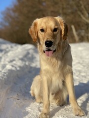 golden retriever portrait in the snow