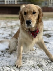 golden retriever portrait in the snow