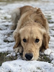 golden retriever portrait in the snow