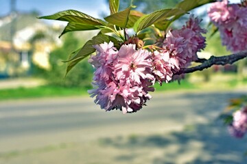 Sakura branch by the road.