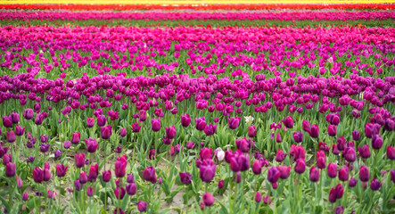 Tulip Flower Field. Close Up Nature Background. Spring Season.