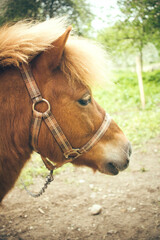 brown horse portrait