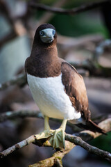 Exotic bird in Indonesian rainforest