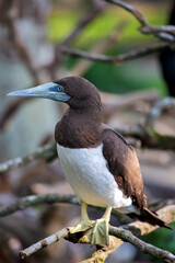 Exotic bird in Indonesian rainforest