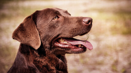 Portrait of an beautiful chocolate labrador dog, again blurry background 