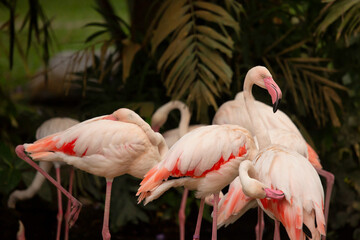 Group of exotic pink flamingos