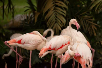 Gordijnen Group of exotic pink flamingos © sweethelen