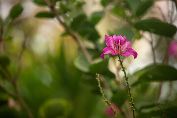 Exotic pink flower shot close up 