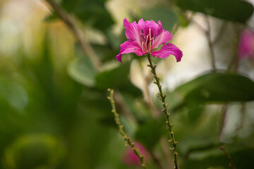 Exotic pink flower shot close up 