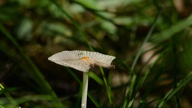 Bitten dung beetle mushroom (Coprinus). A creature is crawling on it. Last month of spring. Kazakhstan.