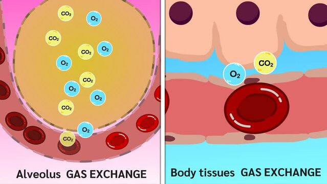 Alveolus gas exchange and
Body tissues gas exchange animation