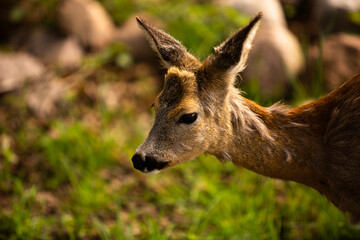 Deer © Mateusz