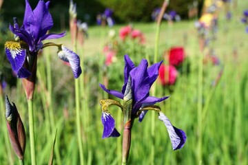 Blumenwiese mit blauer Iris und roten Pfingstblumen im Garten im Frühling 