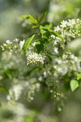 Blooming cherry branch in spring with white flowers.