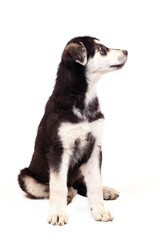 A large half-breed puppy of an Eastern European shepherd poses in the studio.