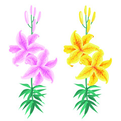 Lily flower branch. Pink and yellow Lilies flat style sketch vector illustration