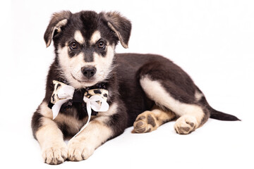 Portrait of a mongrel large puppy with a bow around its neck.