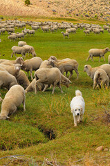 Fototapeta premium A shepherd dog watching a flock of sheep grazing and drinking water on the green fields by the road to Bodie State Historic Park, California, western USA