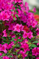 Flowering of azalea in spring purple, red and pink