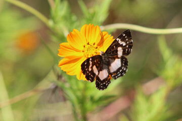 Melanion leucaspis butterfly, Atlantic Forest, Brazil.