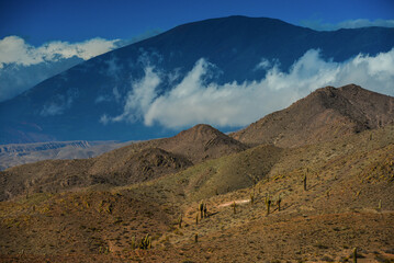 Cardones cacti on the arid landscape just outside Los Cardones National Park, near Cachi village, Valles Calchaquíes, Salta Province, northwest Argentina