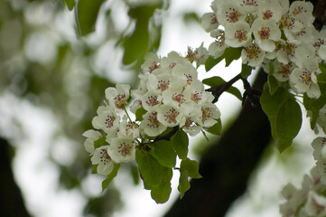 white flowers,in the photo white flowers of a flowering tree in spring