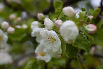 white flowers,in the photo white flowers of a flowering tree in spring