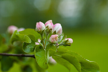 white flowers,in the photo white flowers of a flowering tree in spring