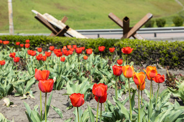 Tulip flowers on the background of defense sandbag wall at the street in Kyiv during Russian Ukrainian war