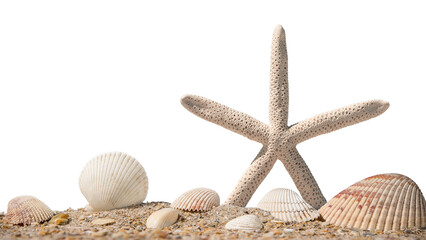 Fototapeta na wymiar Sea shells and Starfish. Beach sand with seashells. Panorama of ocean beach. Summer vacation concept for travel agency or post, greeting card. Isolated white background. Macro High resolution photo.