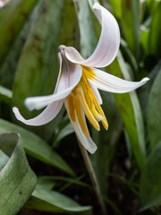 Close-up shot of the white fawnlily, white trout lily, adder's tongue or yellow snowdrop (Erythronium albidum) with white, lily-like flower with six white tepals and yellow stamens