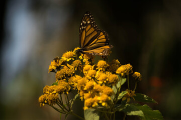 butterfly on flower