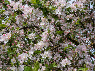 White and pink buds and blossoms of apple tree flowering in spring. Branches full with flowers eith open petals. Seasonal and floral spring scenery