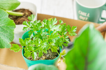 家庭菜園　イタリアンパセリの苗