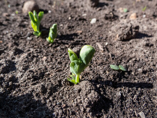 Close-up shot of a small Sweet green pea (pisum) sprouts or seedlings growing in a soil in a vegetable garden in bright sunlight in spring
