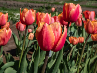 Close-up shot of the Tulip Dawnglow with rosy-peach and apricot petals with a green base and orange-yellow inner leaves flowering in bright sunlight