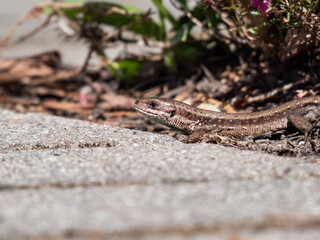 Detailed close-up of the Viviparous lizard or common lizard (Zootoca vivipara) on the ground near garden vegetation shot from the side and ground level