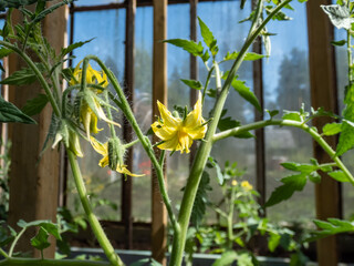 Macro shot of yellow flowers in full bloom of tomato plant growing on tomato plant before beginning to bear fruit in greenhouse. Vegetable seedlings, germinating