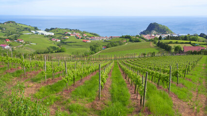 Vineyards and wine production with the Cantabrian sea in the background, Getaria Spain