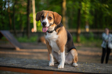 Beagle dog playing in a dog park