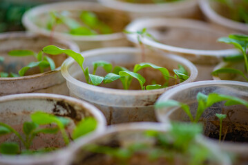 many different seedlings grow in peat glasses. High quality photo