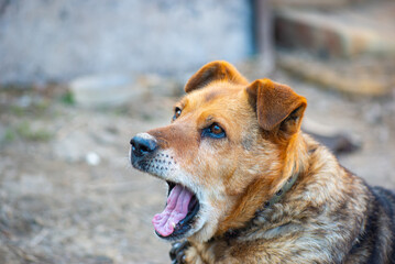 red dog on a chain purebred lies. High quality photo