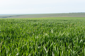 Young wheat plants growing on the soil, Amazingly beautiful endless fields of green wheat grass go far to the horizon.
