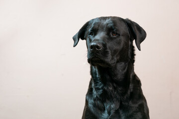 A beautiful portrait of a black rottweiler cross breed pet taken in a studio with a stunning shiny coat looking for treats  and being shy and coy Showing the pet love and family bond